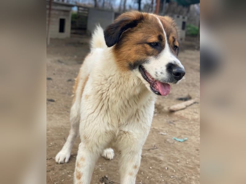 Fiva, geb. ca. 02/2024, lebt in GRIECHENLAND, im städt. Tierheim Serres