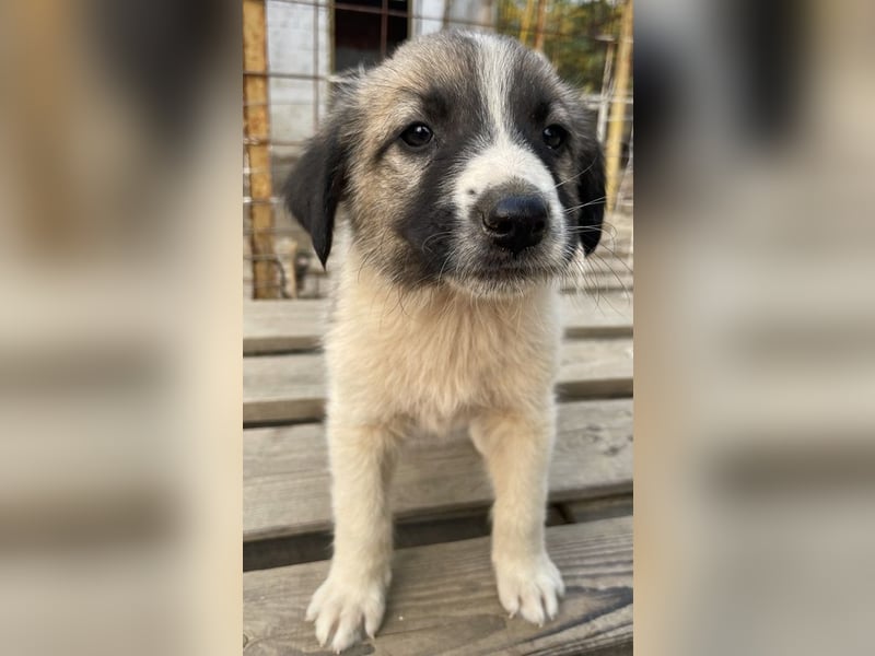 Grace, geb. ca. 08/2022, lebt in GRIECHENLAND, auf einer privaten Pflegestelle