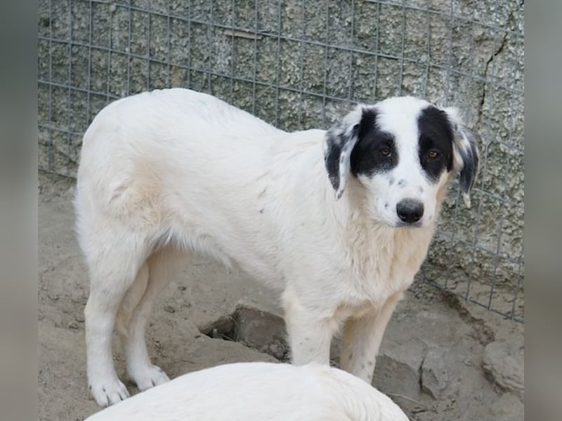 Sauvignon Blanc, geb. ca. 09/2025, lebt in GRIECHENLAND, auf einer privaten Pflegestelle