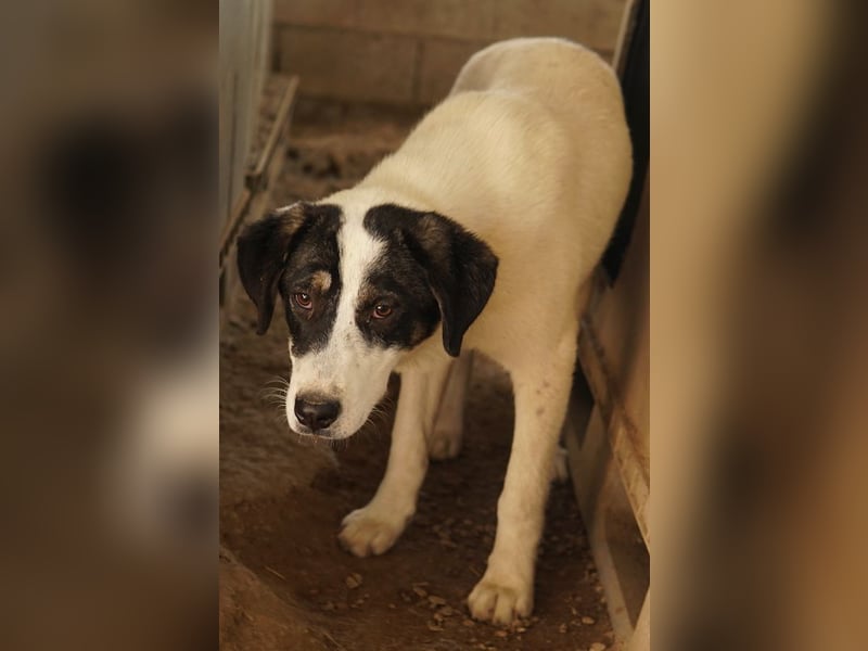 Thundery, geb. ca. 11/2022, lebt in GRIECHENLAND, im städt. Tierheim Serres
