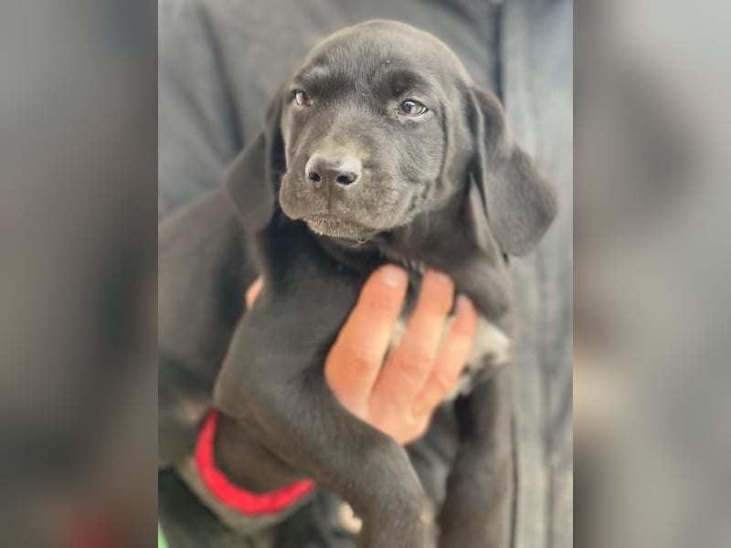 Morus, geb. ca. 11/2025, lebt in GRIECHENLAND, auf einer privaten Pflegestelle