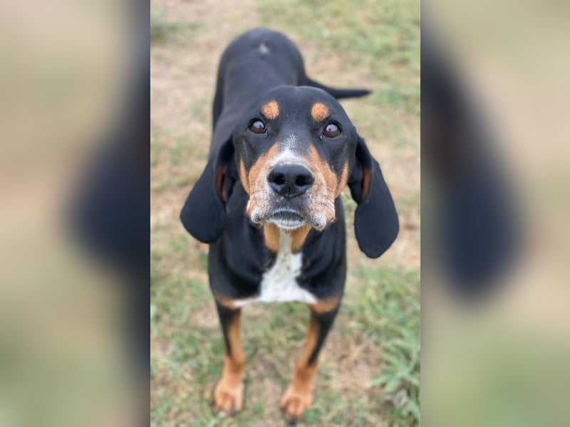 Joker, geb. ca. 11/2021, lebt in GRIECHENLAND, im städt. Tierheim Serres Joker, geb. ca. 11/2021, lebt in GRIECHENLAND, im städt. Tierheim Serres