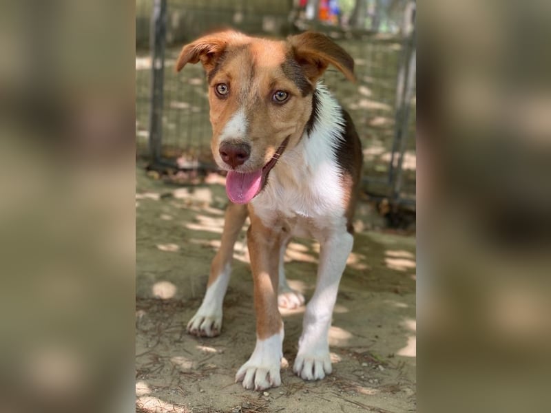 Hardo, geb. ca. 01/2025, lebt in GRIECHENLAND, auf einer privaten Pflegestelle