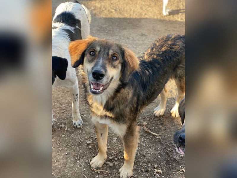 Rudolph, geb. ca. 05/2024, lebt in GRIECHENLAND, auf einer privaten Pflegestelle