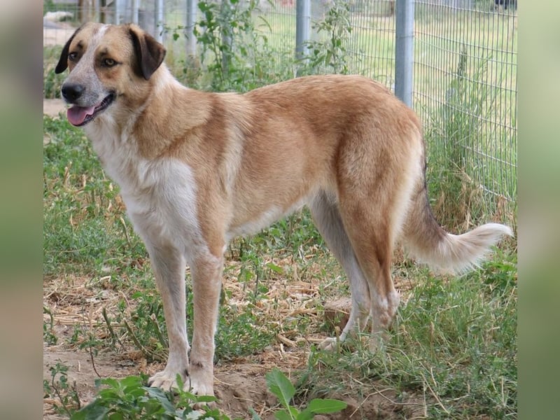 Nena, geb. ca. 10/2017, lebt in GRIECHENLAND, im städt. Tierheim Serres