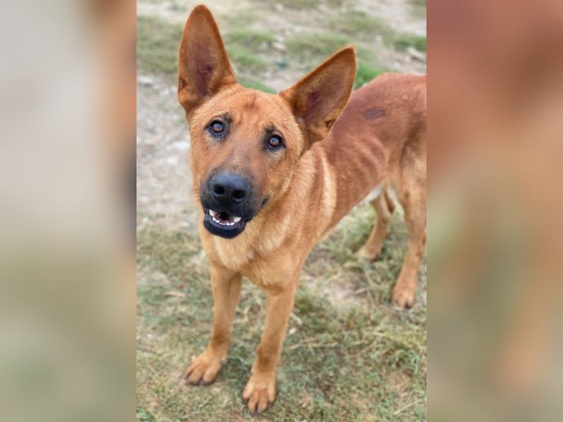 Zylo, geb. ca. 10/2024, lebt in GRIECHENLAND, im städt. Tierheim Serres