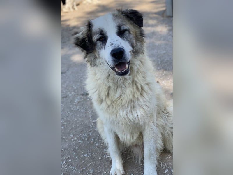 Wesley, geb. ca. 11/2022, lebt in GRIECHENLAND, im städt. Tierheim Serres