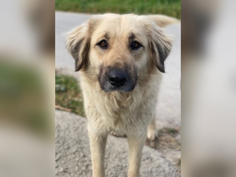 Hermine Granger, geb. ca. 12/2023, lebt in GRIECHENLAND, im städt. Tierheim Serres