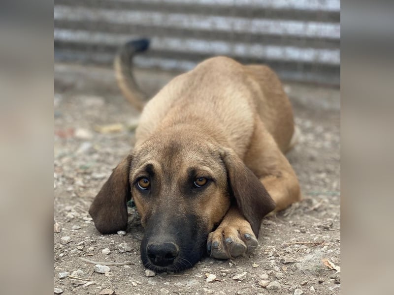 Katinka, geb. ca. 02/2025, lebt in GRIECHENLAND, im städt. Tierheim Serres