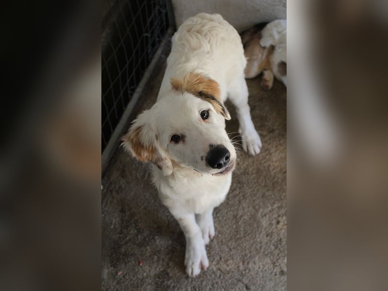 Kembro, geb. ca. 04/2025, lebt in GRIECHENLAND, im städt. Tierheim Serres