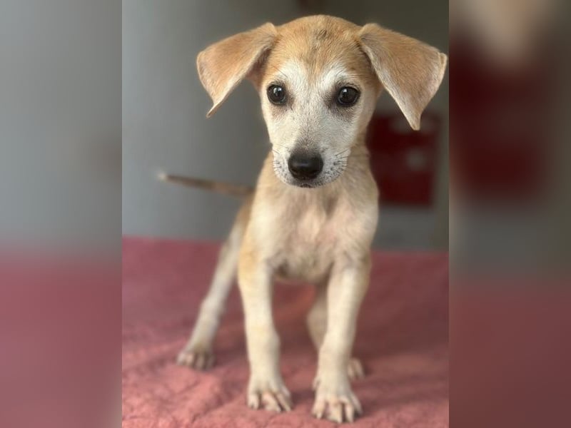 Rosie, geb. ca. 05/2026, lebt in GRIECHENLAND, im städt. Tierheim Serres