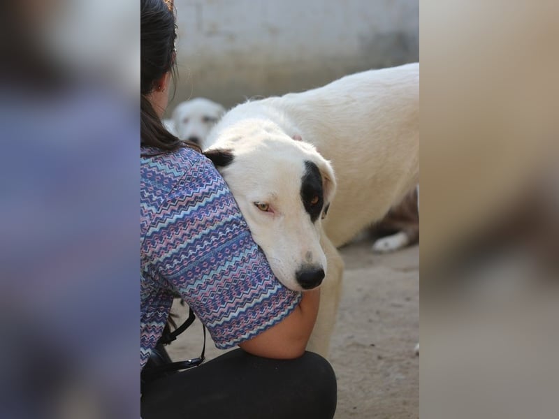 Kiba, geb. ca. 06/2023, lebt in GRIECHENLAND, auf einer privaten Pflegestelle