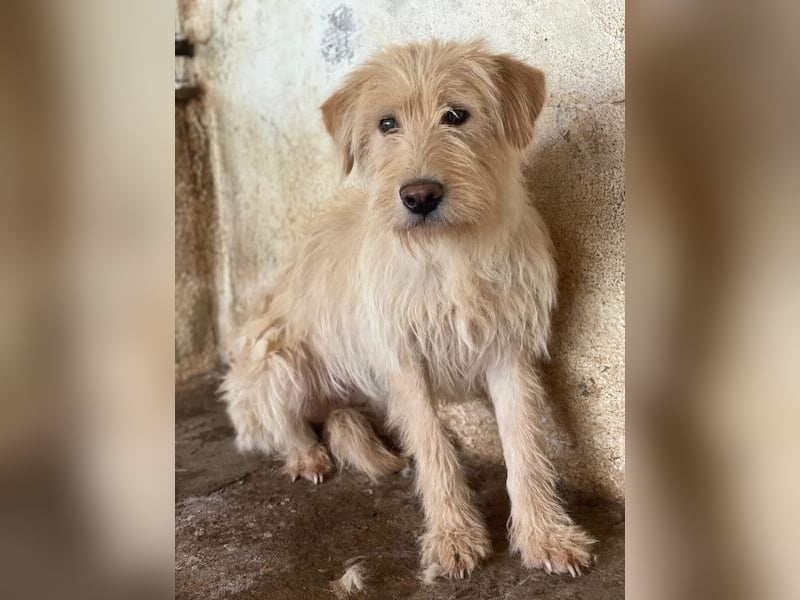 Susan, geb. ca. 04/2024, lebt in GRIECHENLAND, auf einer privaten Pflegestelle