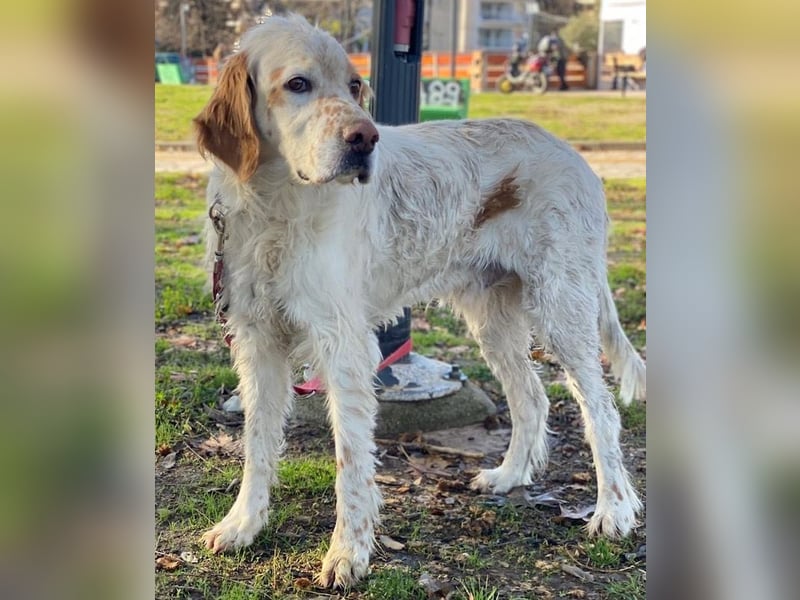 Mael, geb. ca. 01/2021, lebt in GRIECHENLAND, auf einer privaten Pflegestelle