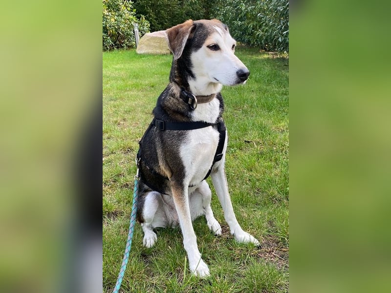 Portia, geb. ca. 06/2017, lebt auf einer Pflegestelle in 21220 Seevetal