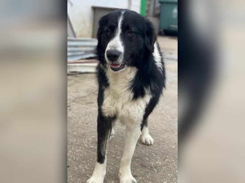 Quentin, geb. ca. 11/2022, lebt in GRIECHENLAND, im städt. Tierheim Serres