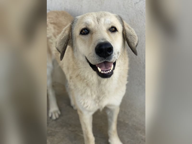 Lanea, geb. ca. 08/2023, lebt in GRIECHENLAND, im städt. Tierheim Serres