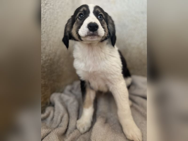 Rhydan, geb. ca.09/2025, lebt in GRIECHENLAND, im städt. Tierheim Serres