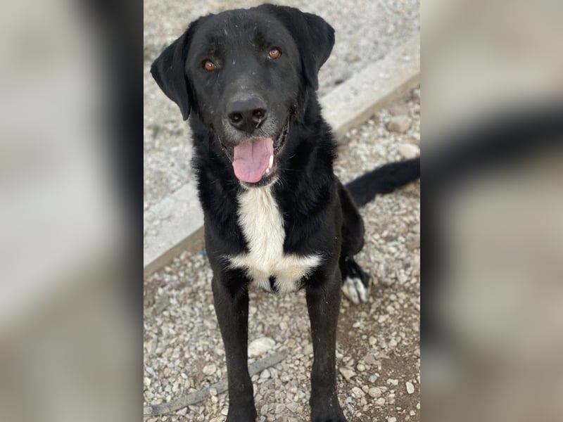 Cupid, geb. ca. 03/2020, lebt in GRIECHENLAND, im städt. Tierheim Serres