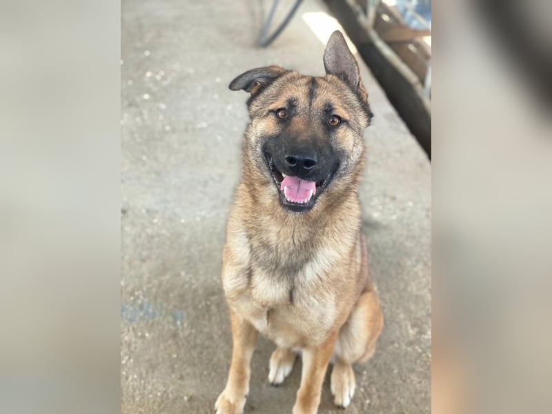 Yuki, geb. ca. 03/2025, lebt in GRIECHENLAND, im städt. Tierheim Serres
