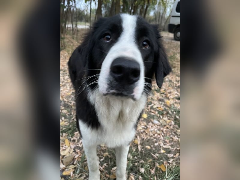 Sloan, geb. ca. 01/2022, lebt in GRIECHENLAND, auf einem Gelände, wird notdürftig versorgt