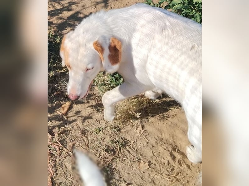 Stelle, geb. ca. 11/2021, lebt in GRIECHENLAND, auf einer privaten Pflegestelle