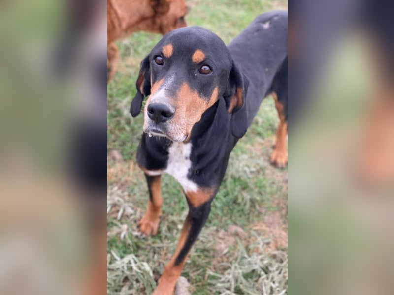 Joker, geb. ca. 11/2021, lebt in GRIECHENLAND, im städt. Tierheim Serres Joker, geb. ca. 11/2021, lebt in GRIECHENLAND, im städt. Tierheim Serres