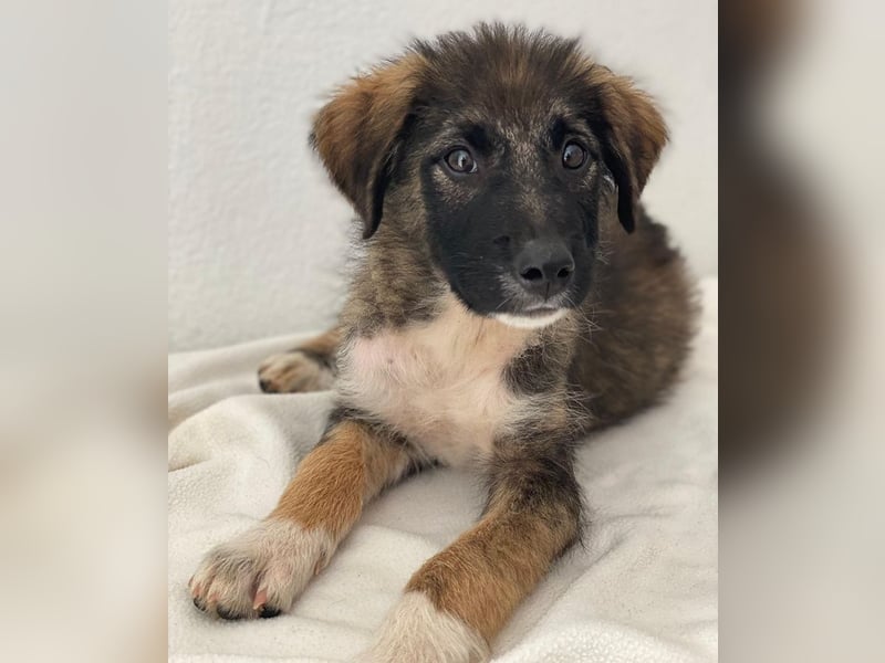 Moglito, geb. ca. 03/2025, lebt in GRIECHENLAND, im städt. Tierheim Serres