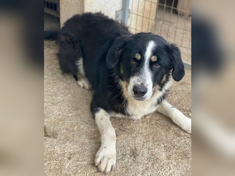 Cars, geb. ca. 12/2023, lebt in GRIECHENLAND, im städt. Tierheim Serres