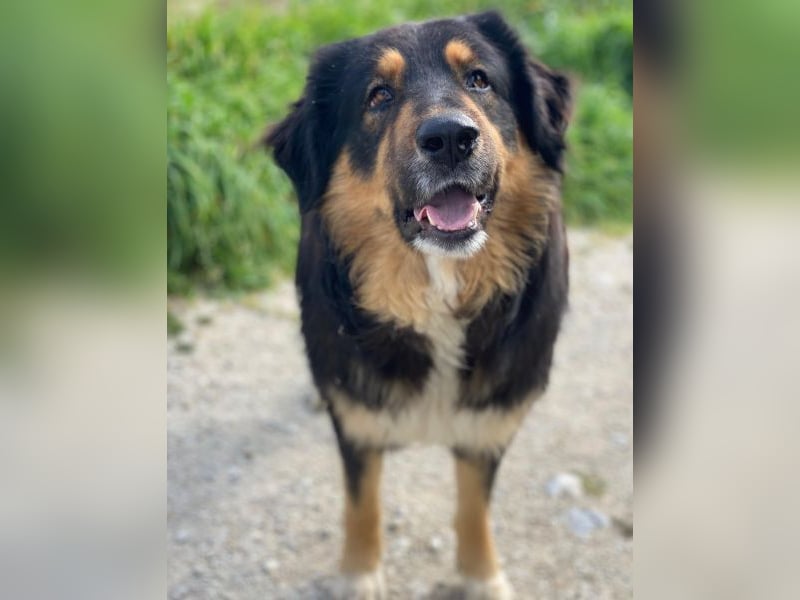 Rubeus Hagrid, geb. ca. 12/2023, lebt in GRIECHENLAND, im städt. Tierheim Serres