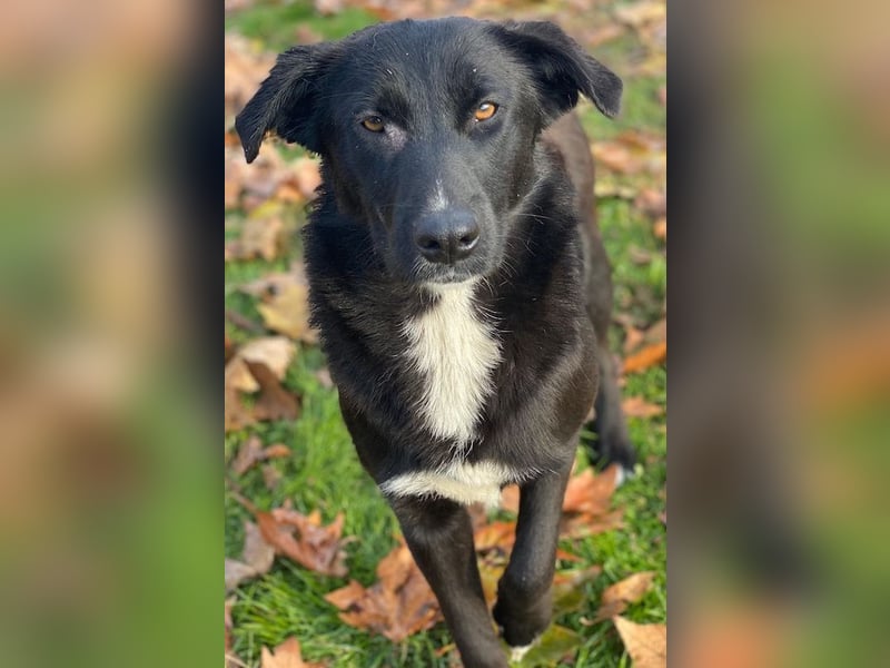 Glorietta, geb. ca. 07/2025, lebt in GRIECHENLAND, im städt. Tierheim Serres