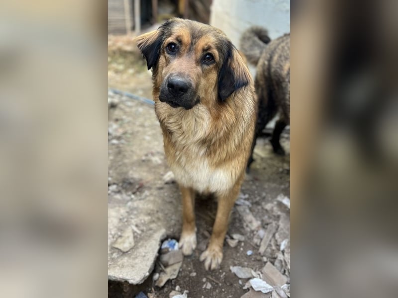 Melica, geb. ca. 09/2023, lebt in GRIECHENLAND, auf einer privaten Pflegestelle