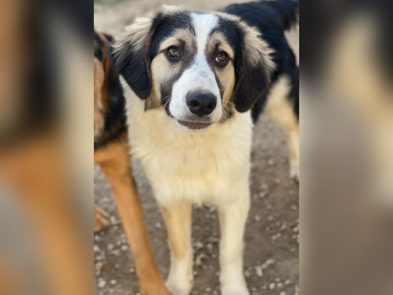 Rhydan, geb. ca.09/2025, lebt in GRIECHENLAND, im städt. Tierheim Serres