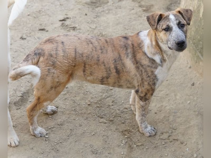 Kiara, geb. ca. 09/2025, lebt in GRIECHENLAND, auf einem Gelände, Hunde werden notdürftig versorgt