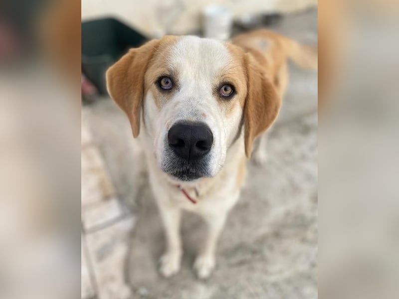 Nikki, geb. ca. 06/2022, lebt in GRIECHENLAND, im städt. Tierheim Serres