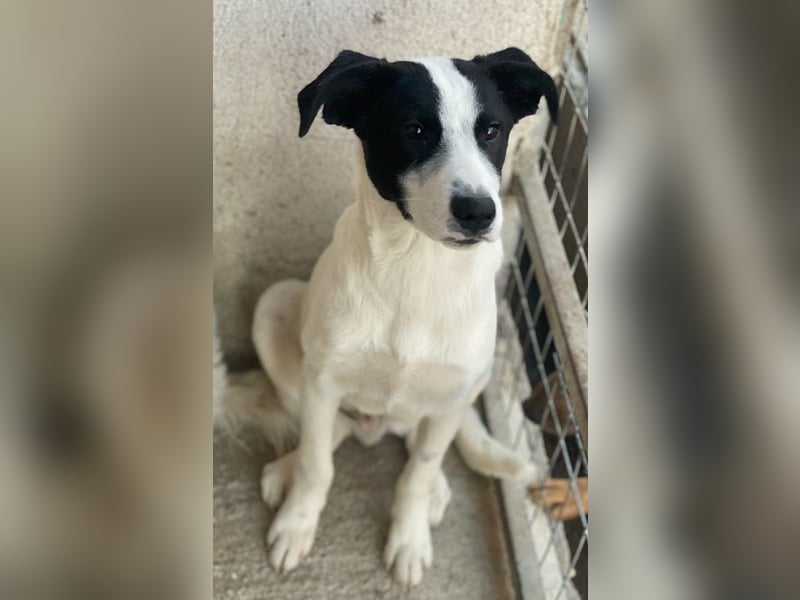 Capper, geb. ca. 06/2024, lebt in GRIECHENLAND, im städt. Tierheim Serres