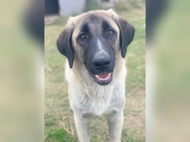 Twixx, geb. ca. 03/2025, lebt in GRIECHENLAND, im städt. Tierheim Serres