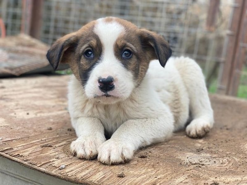 Tonno, geb. ca. 11/2025, lebt in GRIECHENLAND, auf einer privaten Pflegestelle