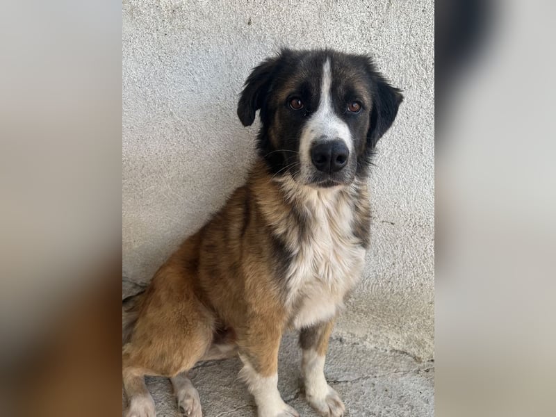 Beetles, geb. ca. 11/2024, lebt in GRIECHENLAND, im städt. Tierheim Serres