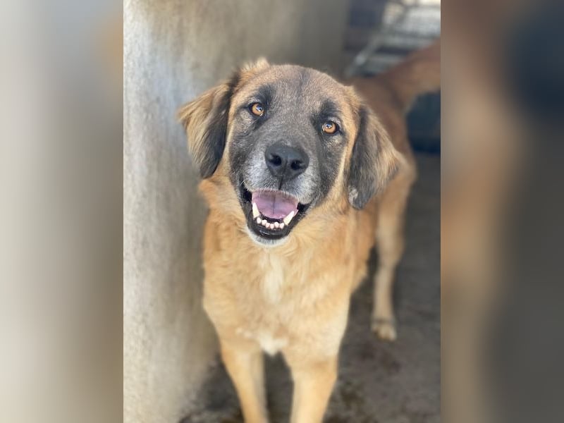 Lacasito, geb. ca. 01/2022, lebt in GRIECHENLAND, im städt. Tierheim Serres