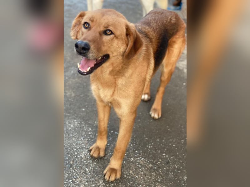 Pixie, geb. ca. 10/2022, lebt in GRIECHENLAND, im städt. Tierheim Serres