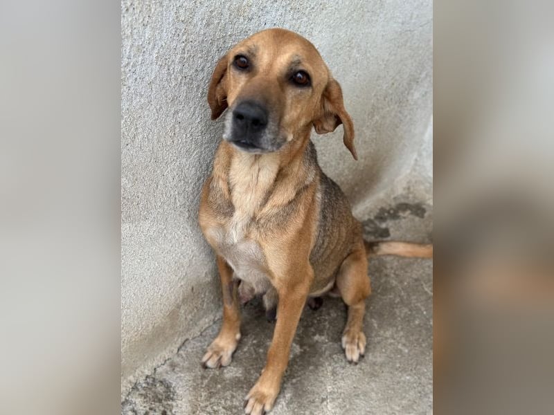 Angelina, geb. ca. 07/2022, lebt in GRIECHENLAND, im städt. Tierheim Serres