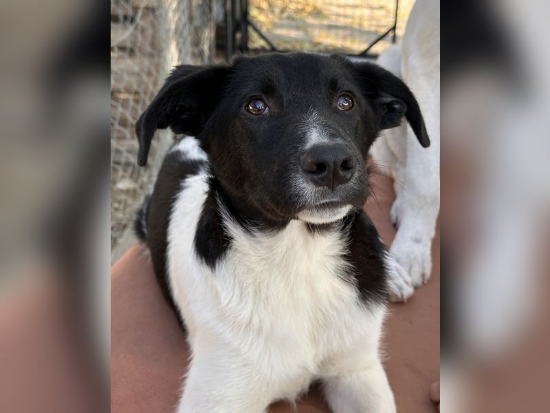 Cap, geb. ca. 06/2024, lebt in GRIECHENLAND, im städt. Tierheim Serres