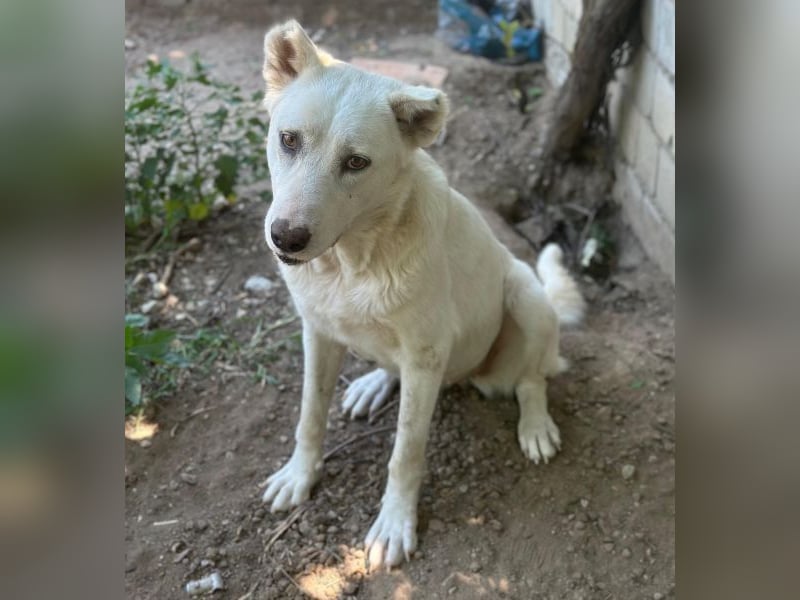 Zumi, geb. ca. 09/2025, lebt in GRIECHENLAND, im städt. Tierheim Serres