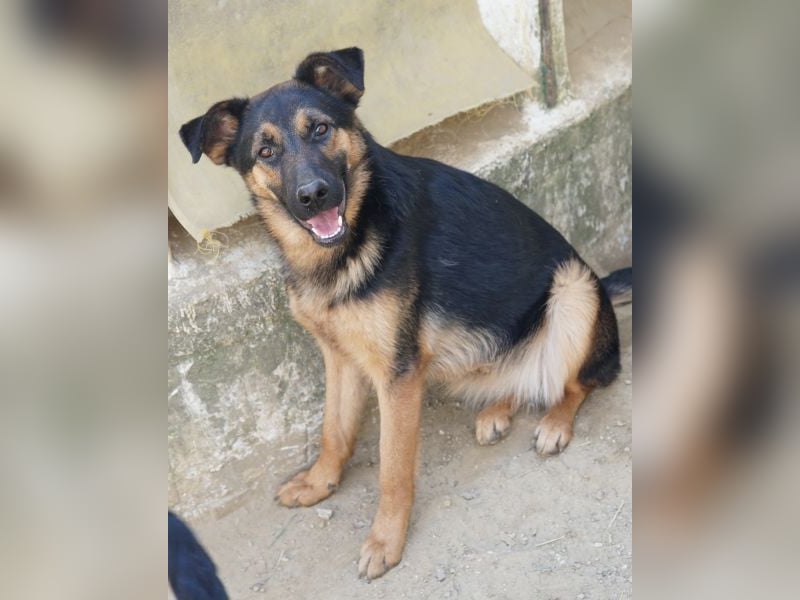 Enid, geb. ca. 06/2025, lebt in GRIECHENLAND, auf einer privaten Pflegestelle