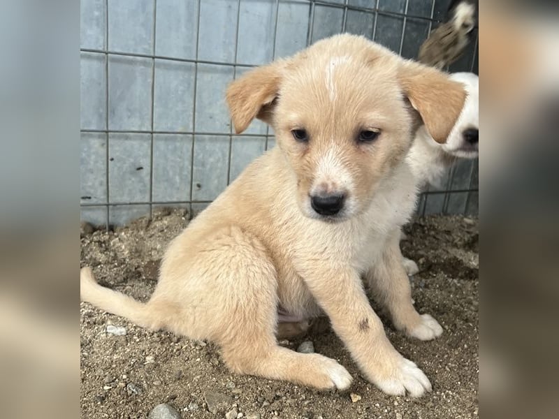 Aydi, geb. ca. 11/2025, lebt in GRIECHENLAND, auf einer privaten Pflegestelle