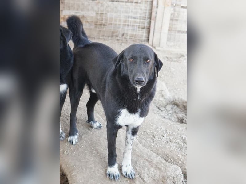 Frizelbliz, geb. ca. 03/2021, lebt in GRIECHENLAND, im städt. Tierheim Serres