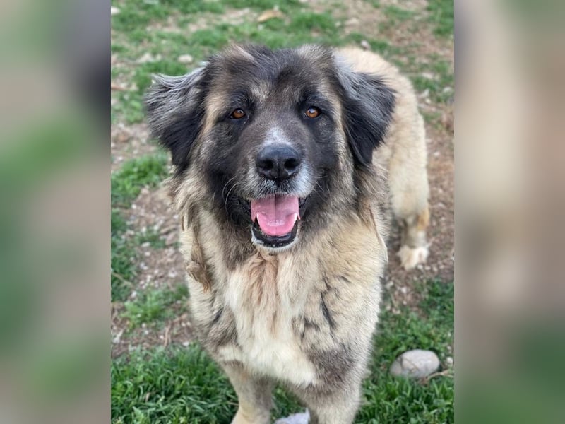 Harper, geb. ca. 12/2018, lebt in GRIECHENLAND, im städt. Tierheim Serres