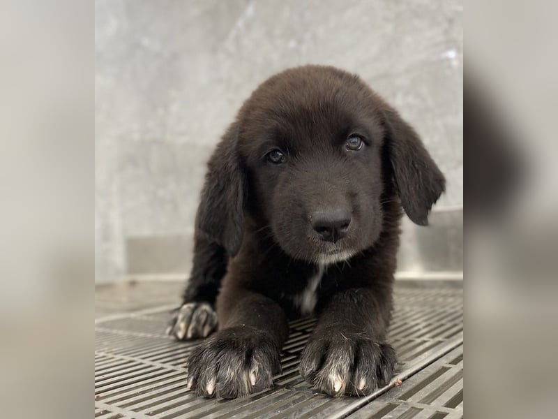 Tyrion, geb. ca. 05/2024, lebt in GRIECHENLAND, auf einer privaten Pflegestelle