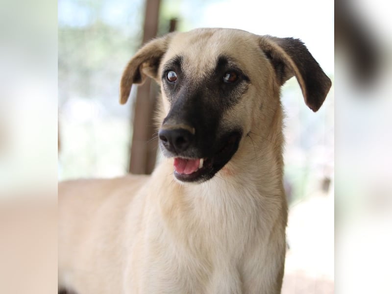 Carlchen, geb. ca. 03/2023, lebt in GRIECHENLAND, im städt. Tierheim Serres